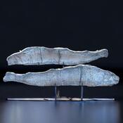 2 fossils of a prehistoric fish , on stand 